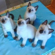Любители маленьких,миленьких котяток!!!!!!!! группа в Моем Мире.
