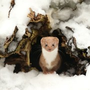 глеб иванов on My World.
