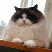 Кис- Кис Мяу on My World.