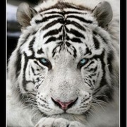 White Tiger on My World.
