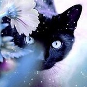 кот кот on My World.