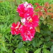 Ирина ))))))))))))))))) on My World.