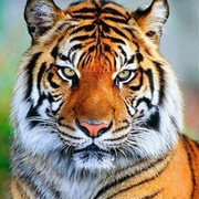 Ирина Штефо on My World.