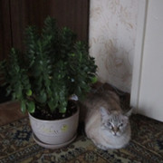 Екатерина Петина on My World.