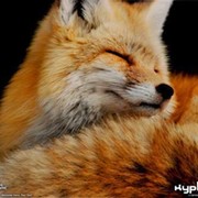 Надежда Ш on My World.