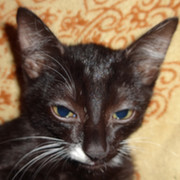 Матвей Котельников on My World.